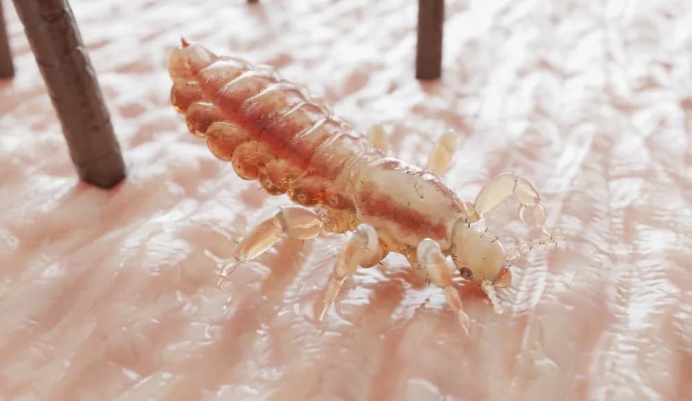 Jakie badanie na pasożyty w organizmie pomoże uniknąć poważnych problemów?